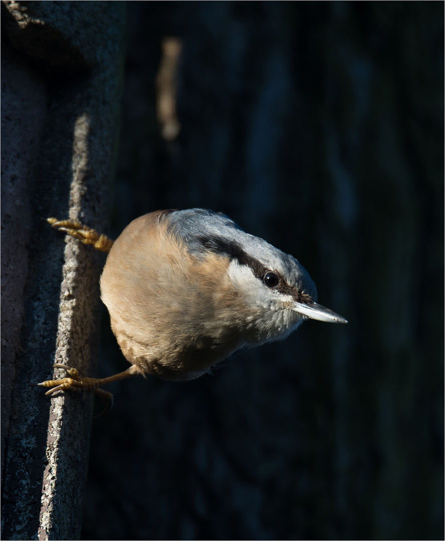 Nuthatch