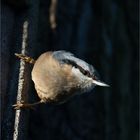 Nuthatch