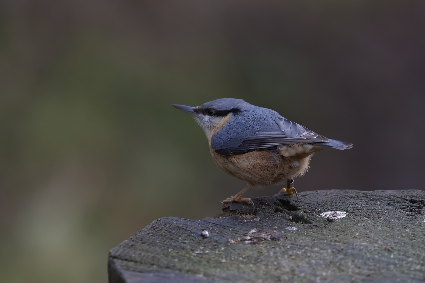 Nuthatch