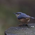 Nuthatch