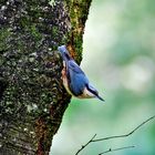 Nuthatch