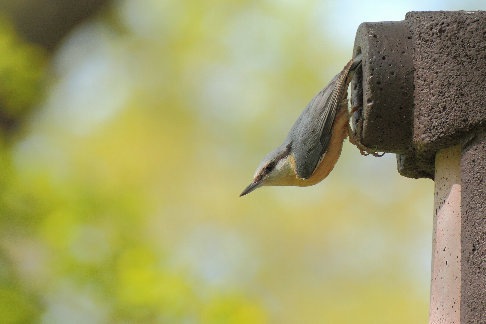 nuthatch