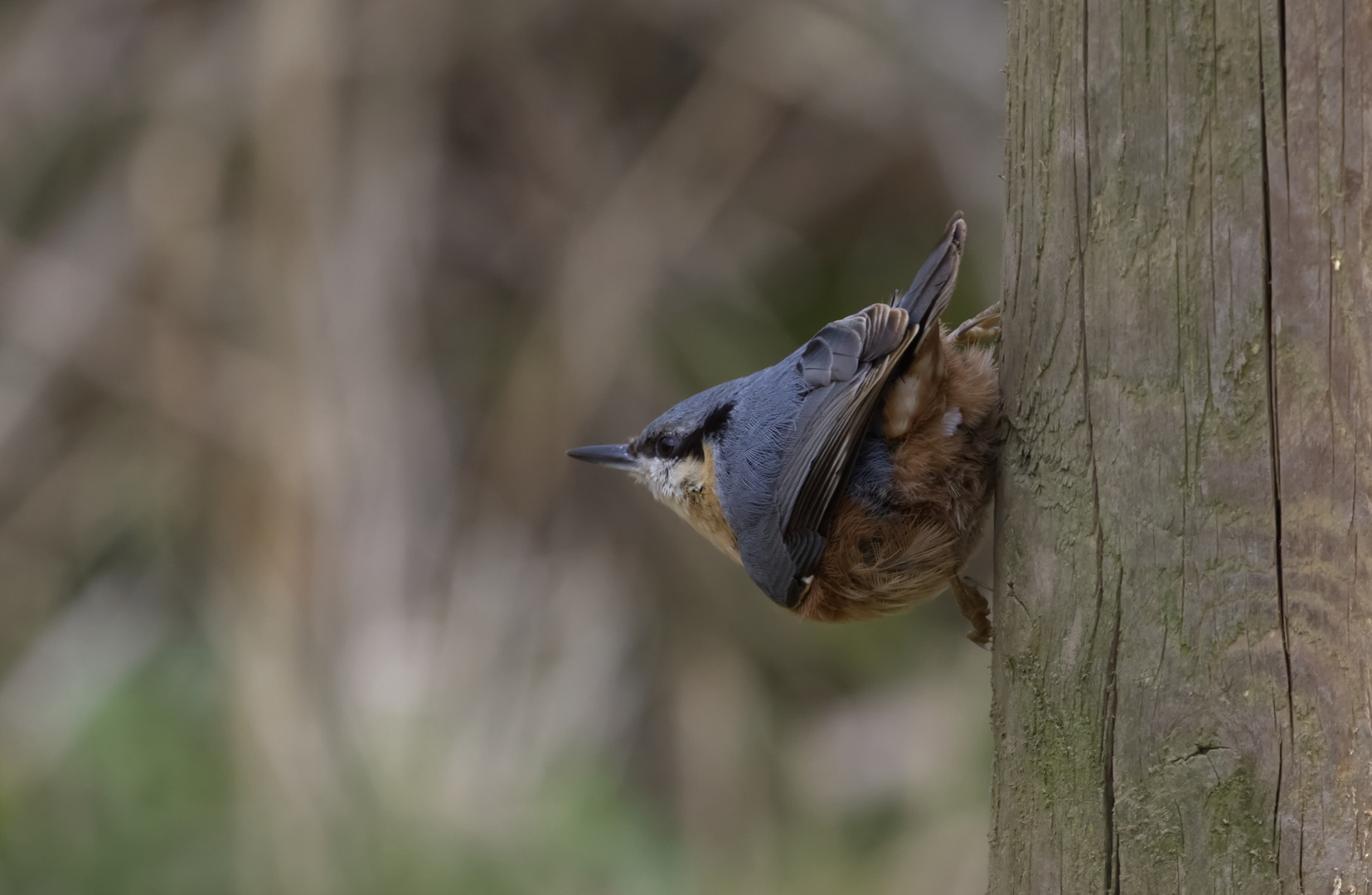 Nuthatch