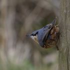 Nuthatch