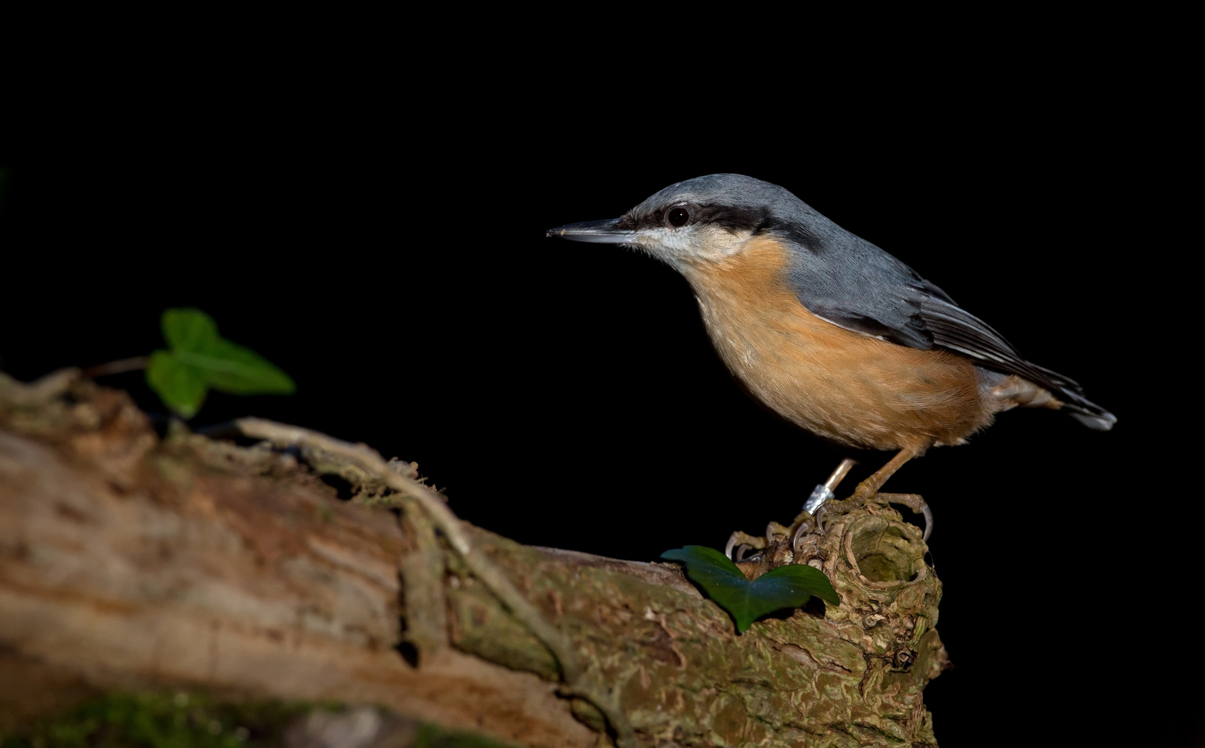 nuthatch