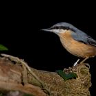 nuthatch