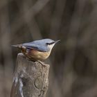 Nuthatch