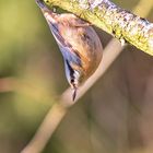 Nuthatch