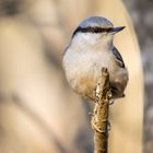 Nuthatch