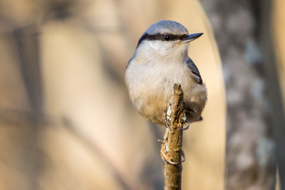 Nuthatch