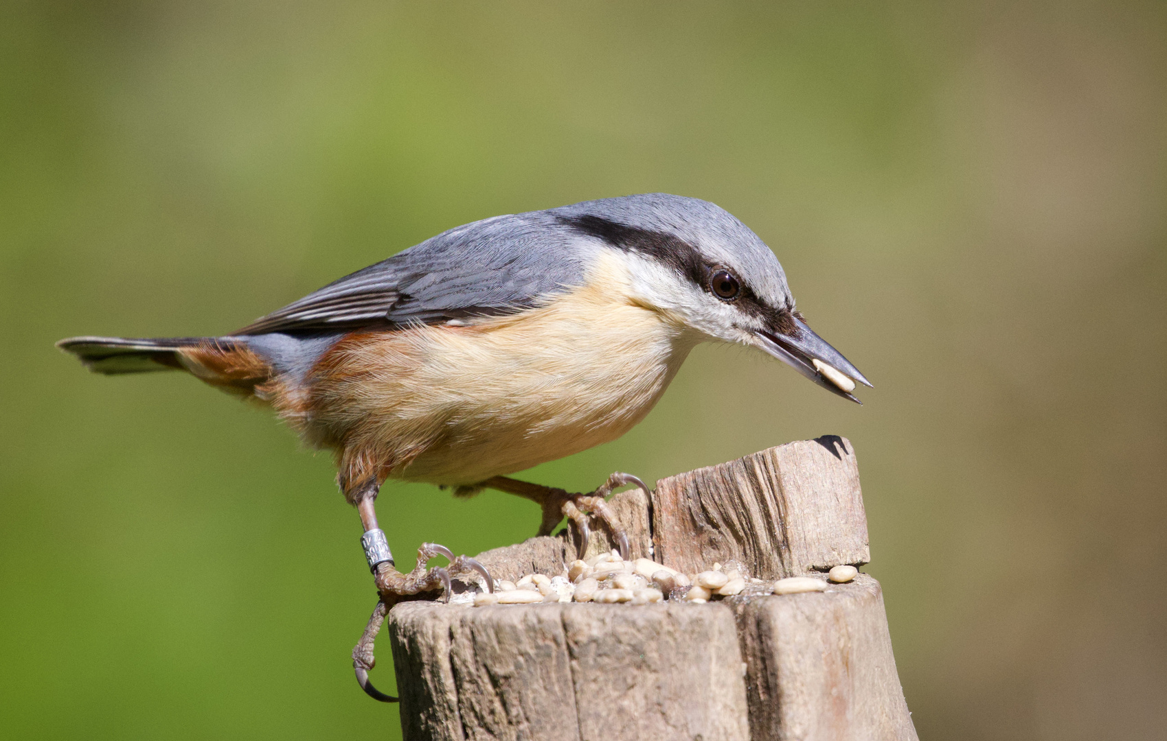 Nuthatch