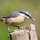 Nuthatch