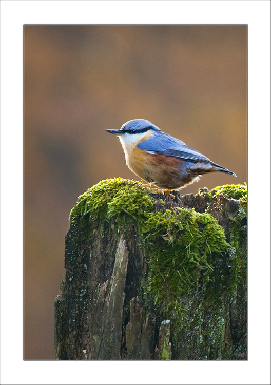 Nuthatch