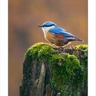 Nuthatch