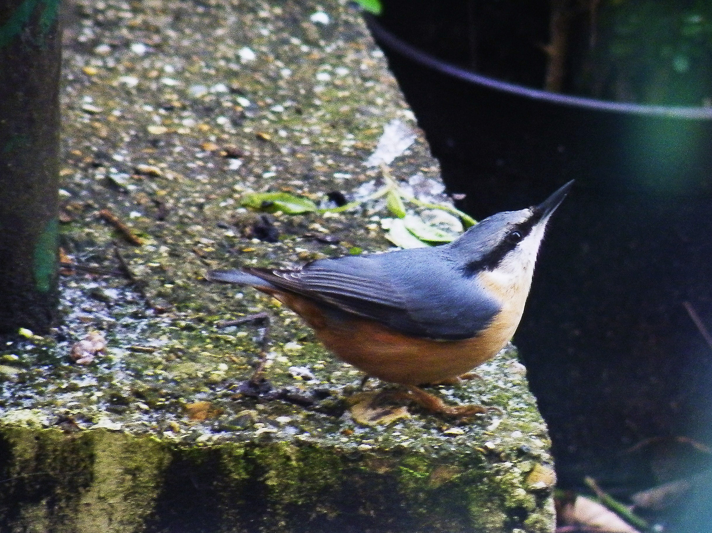 Nuthatch