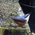 Nuthatch