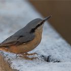 Nuthatch