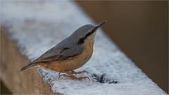 Nuthatch