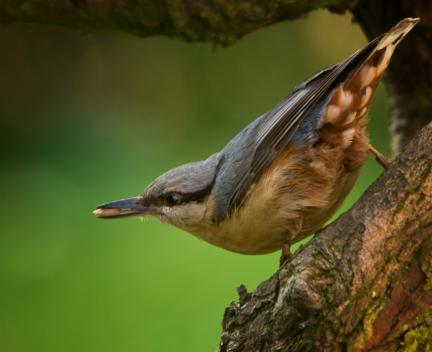 Nuthatch