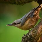 Nuthatch