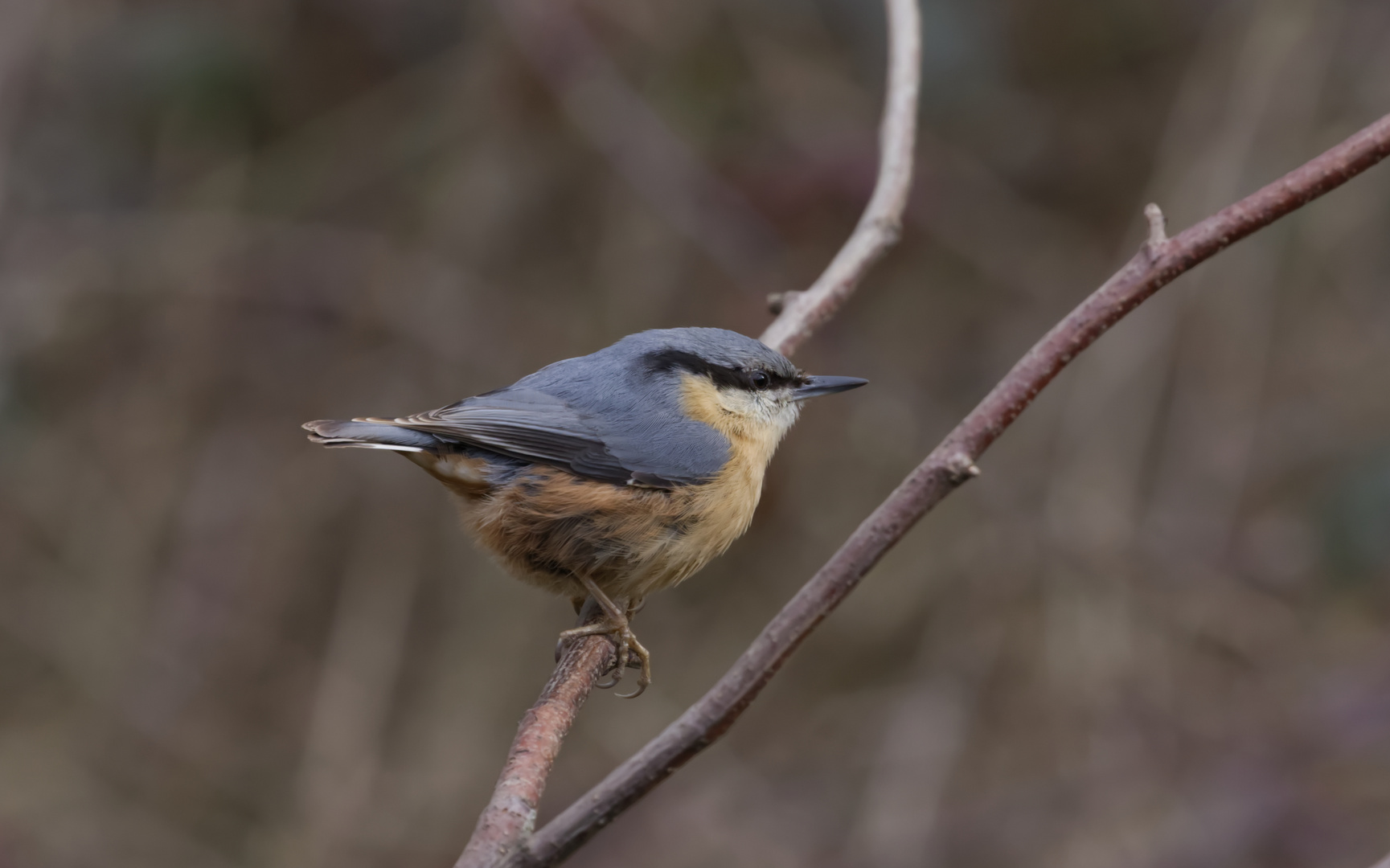 Nuthatch