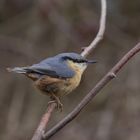 Nuthatch