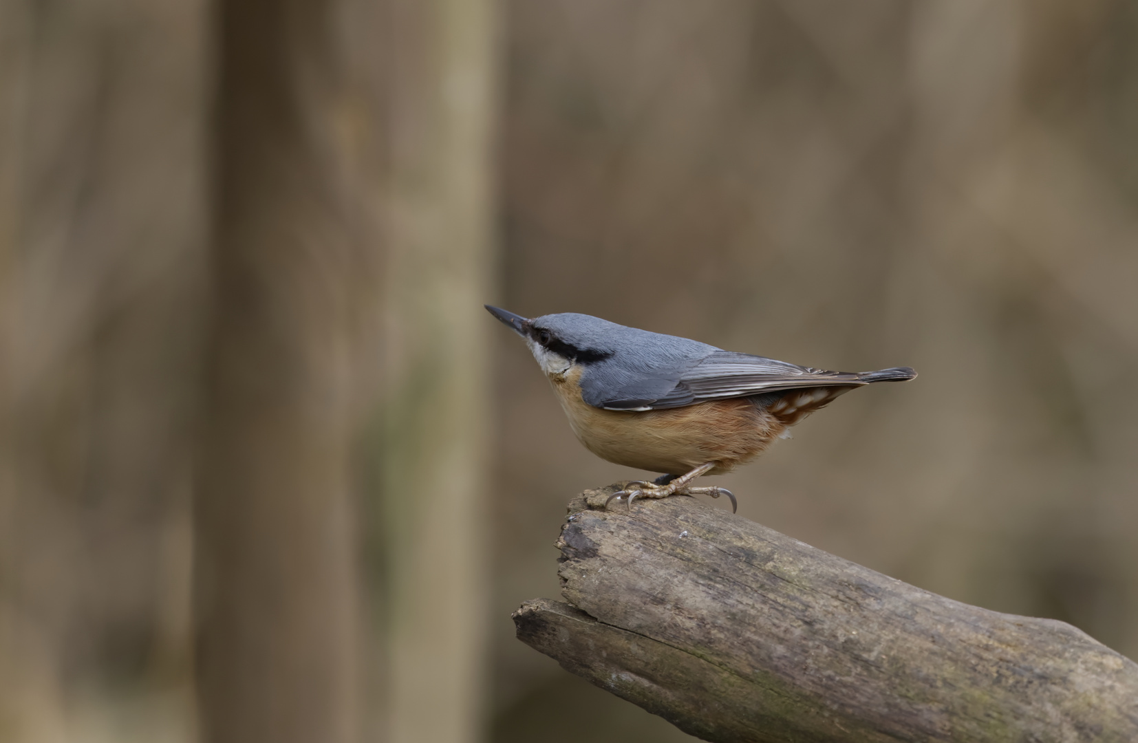 Nuthatch