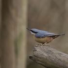 Nuthatch