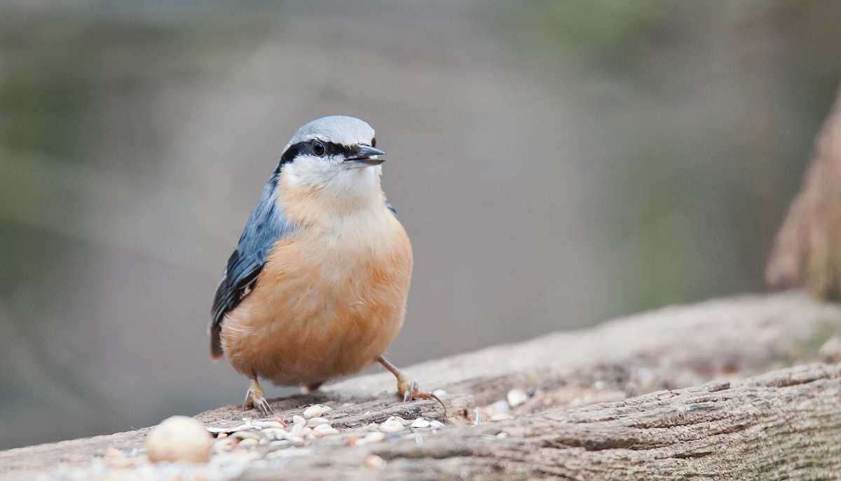 Nuthatch