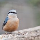 Nuthatch