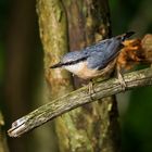 Nuthatch