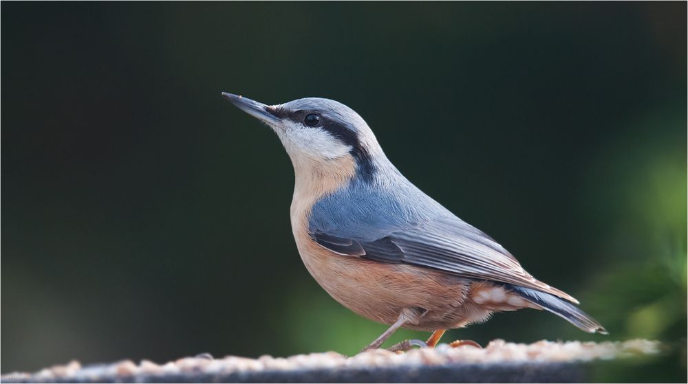 Nuthatch