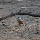 Nuthatch