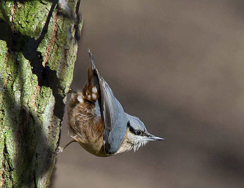 Nuthatch