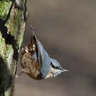 Nuthatch