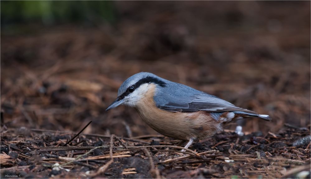 Nuthatch on the ground