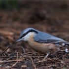 Nuthatch on the ground