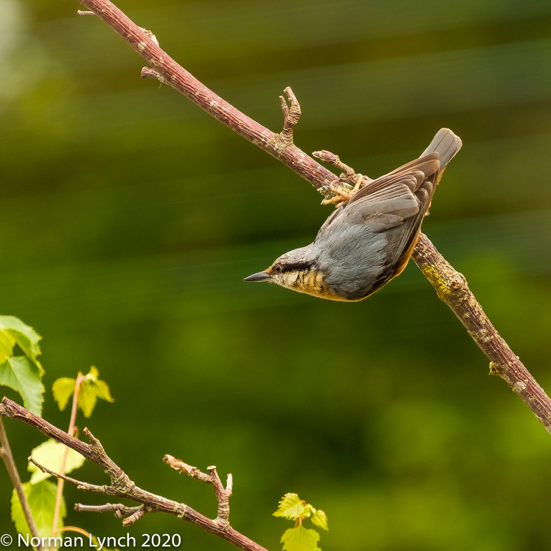 Nuthatch (Sitta europaea)