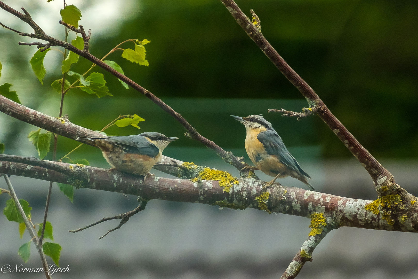 Nuthatch (sitta europaea)