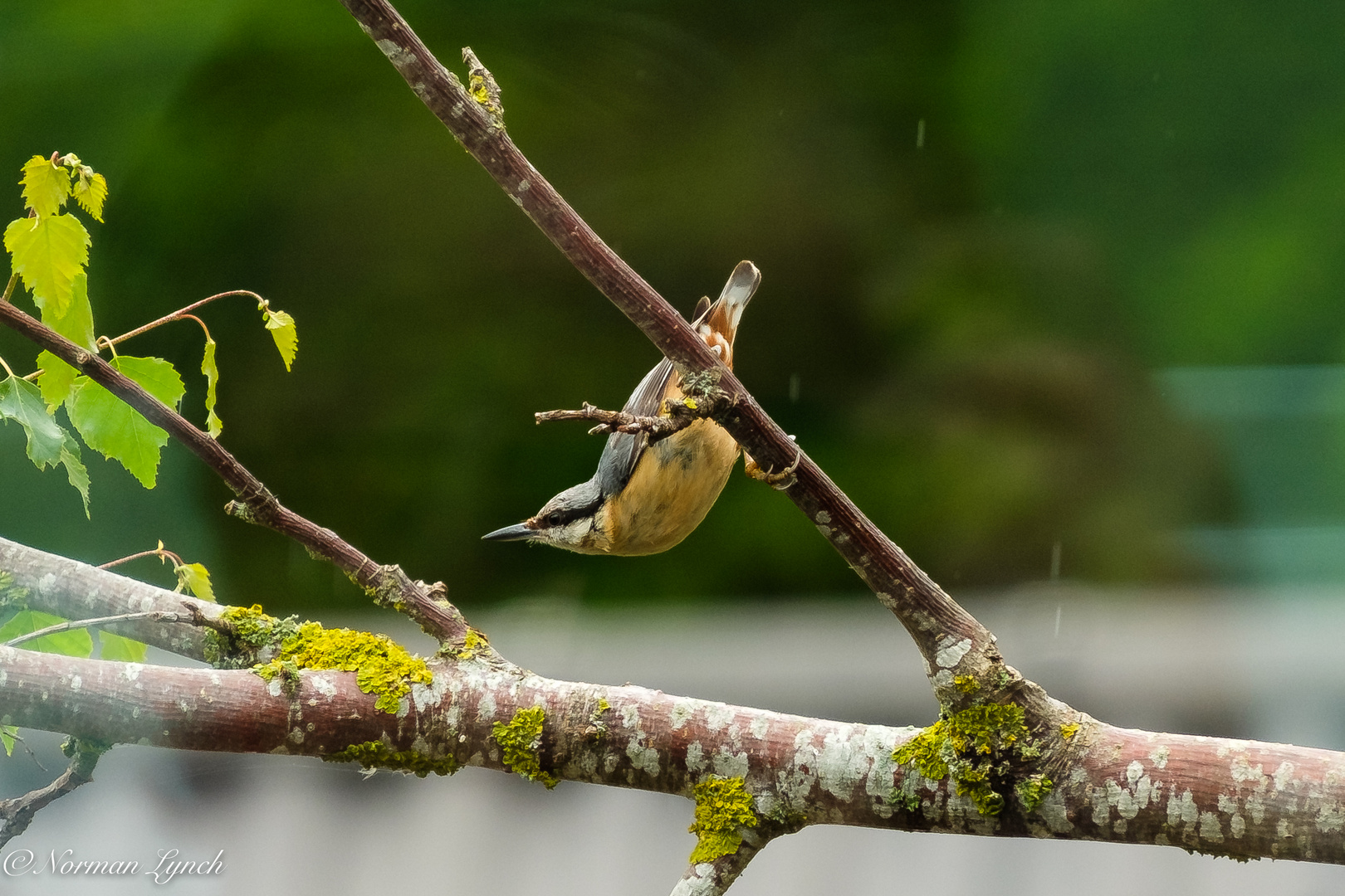 Nuthatch (sitta europaea)