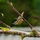 Nuthatch (sitta europaea)