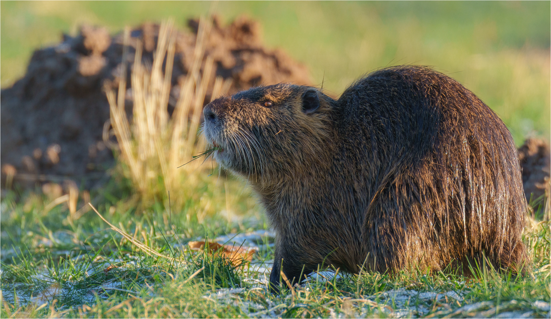 Nutria