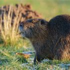 Nutria