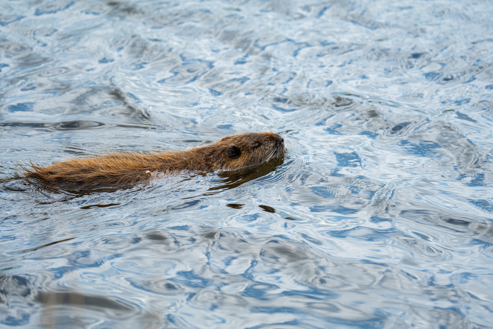 Nutria