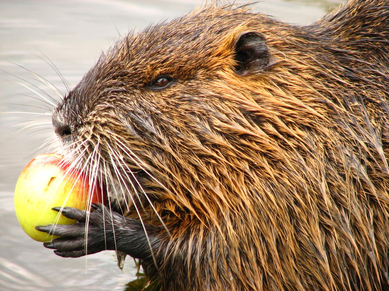 Nutria