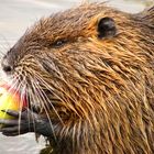 Nutria