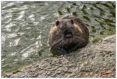 Nutria