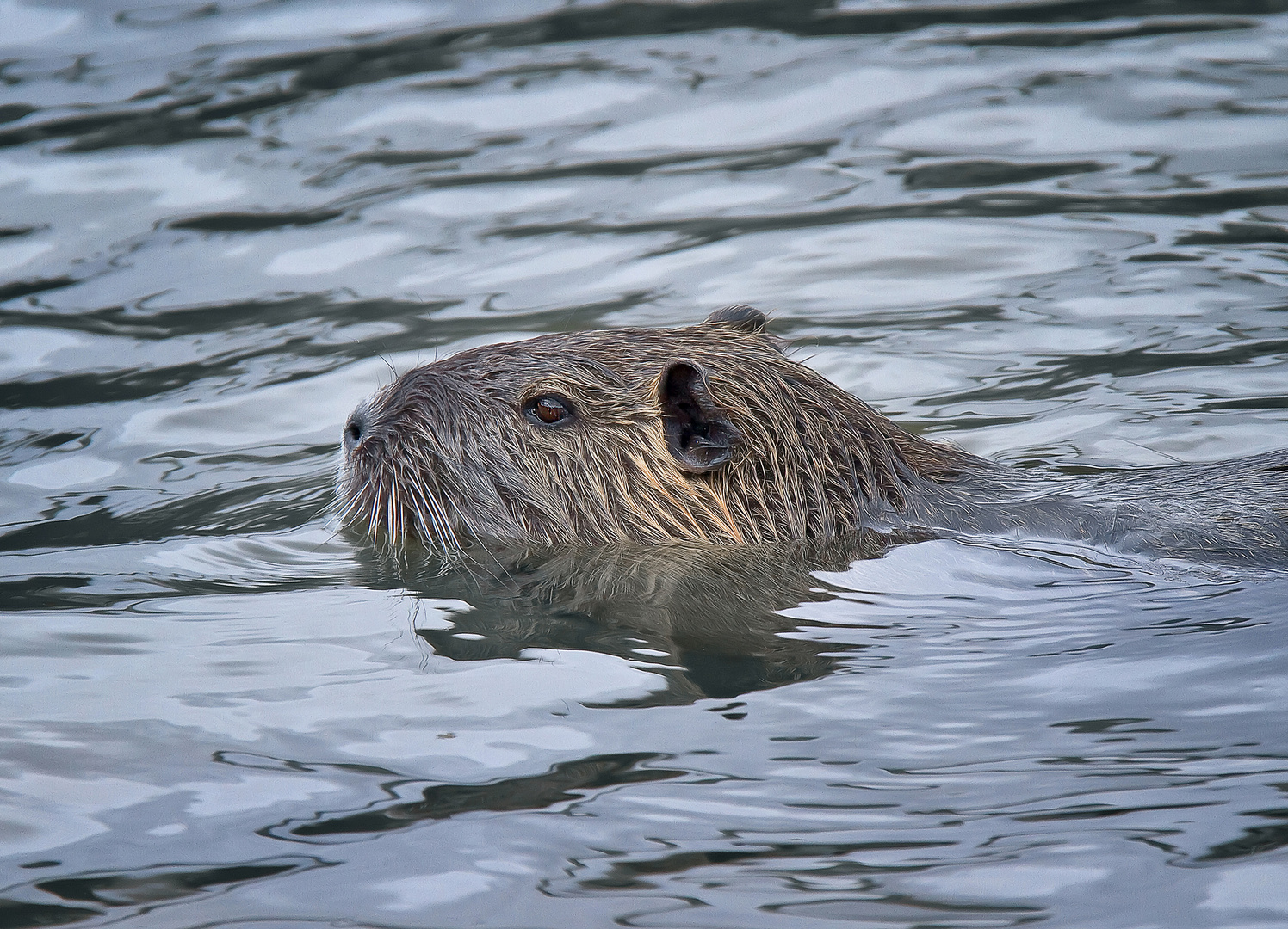 Nutria 