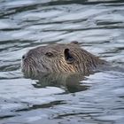 Nutria 