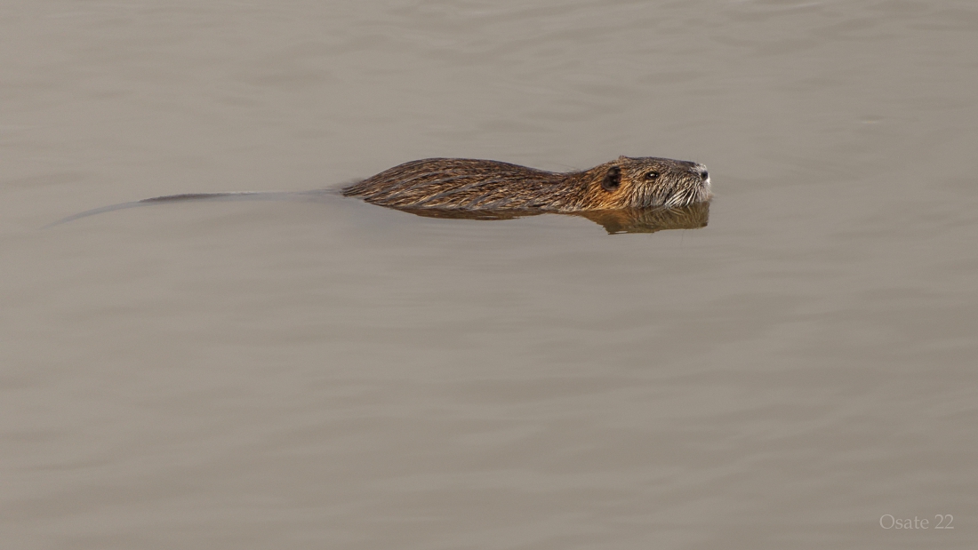 Nutria...